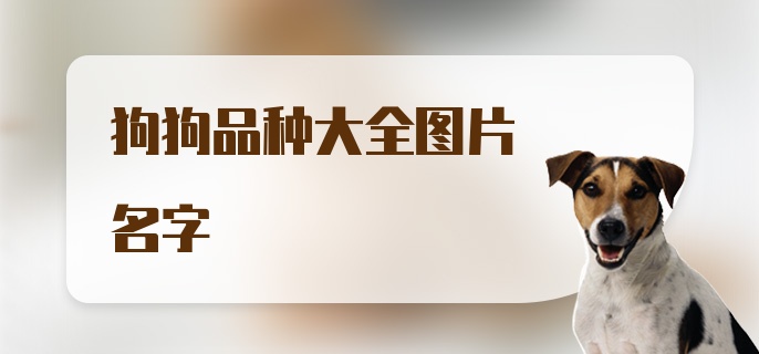 狗狗品种大全图片名字