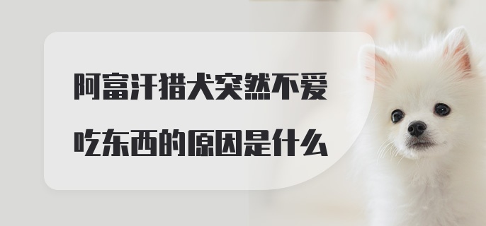 阿富汗猎犬突然不爱吃东西的原因是什么