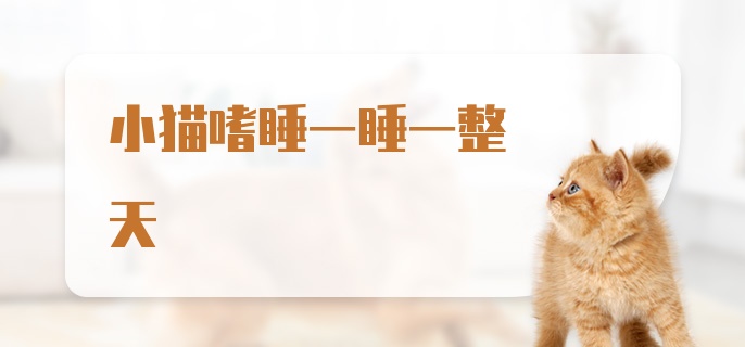 小猫嗜睡一睡一整天