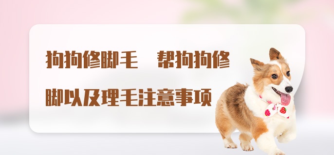 狗狗修脚毛 帮狗狗修脚以及理毛注意事项