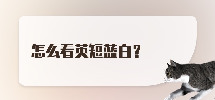 怎么看英短蓝白？