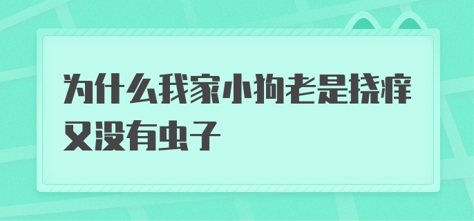 为什么我家小狗老是挠痒又没有虫子