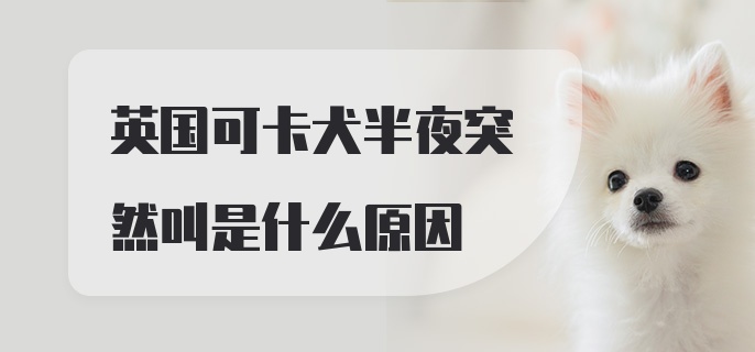 英国可卡犬半夜突然叫是什么原因