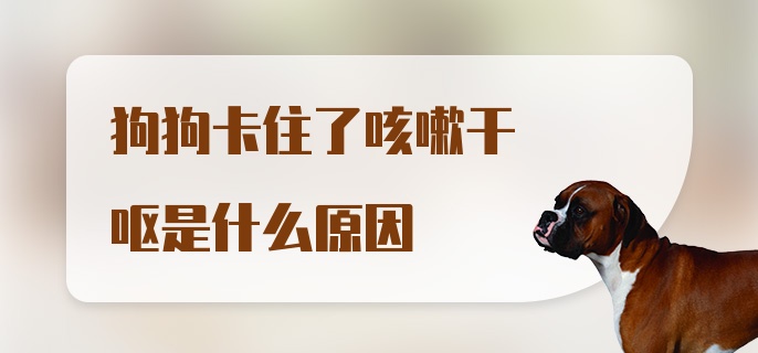 狗狗卡住了咳嗽干呕是什么原因