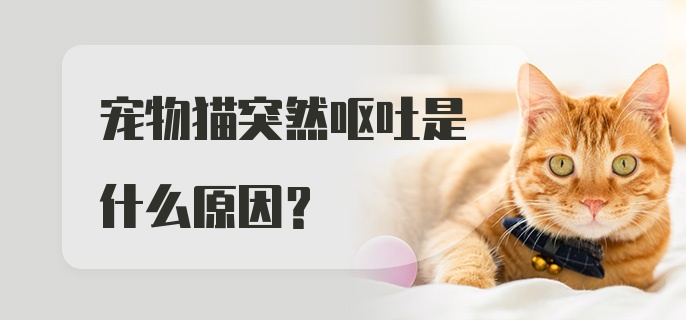 宠物猫突然呕吐是什么原因？