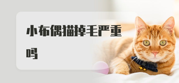 小布偶猫掉毛严重吗