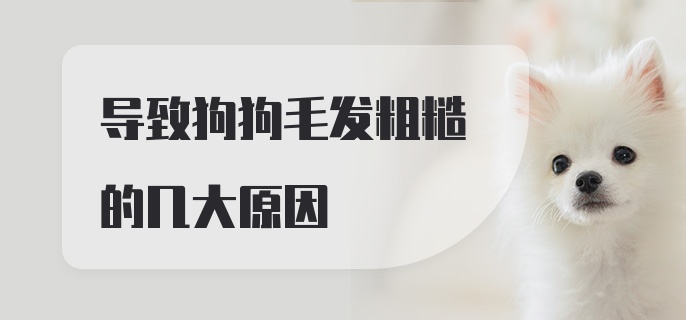 导致狗狗毛发粗糙的几大原因