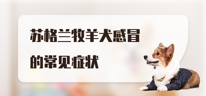 苏格兰牧羊犬感冒的常见症状