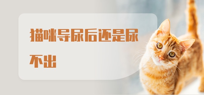 猫咪导尿后还是尿不出