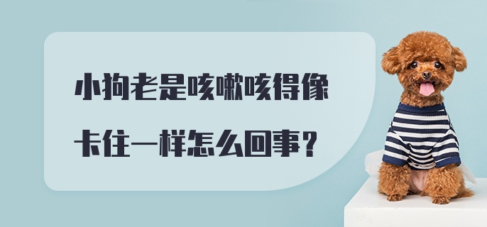 小狗老是咳嗽咳得像卡住一样怎么回事？