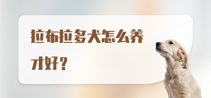 拉布拉多犬怎么养才好？