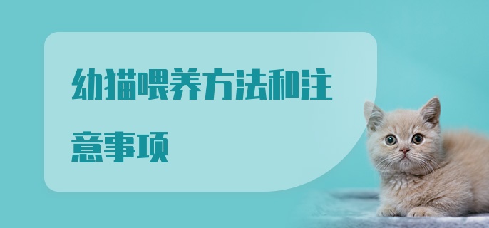 幼猫喂养方法和注意事项