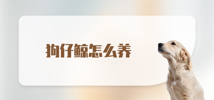 狗仔鲸怎么养