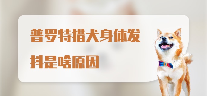 普罗特猎犬身体发抖是啥原因