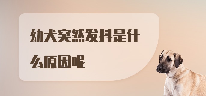 幼犬突然发抖是什么原因呢