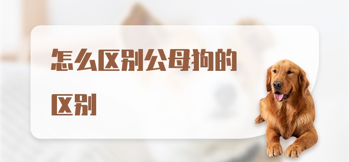 怎么区别公母狗的区别