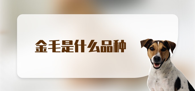 金毛是什么品种