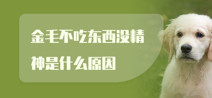 金毛不吃东西没精神是什么原因