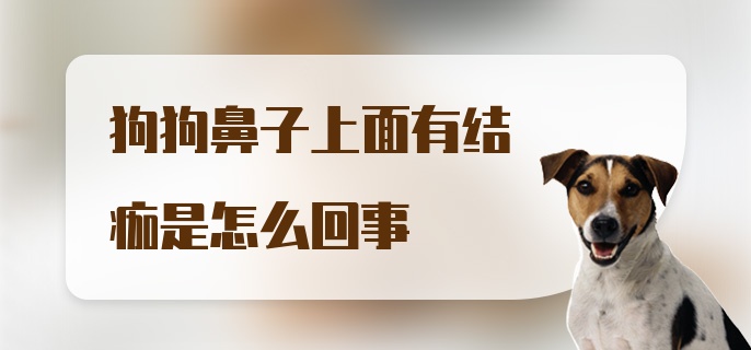 狗狗鼻子上面有结痂是怎么回事