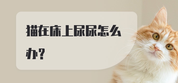 猫在床上尿尿怎么办？