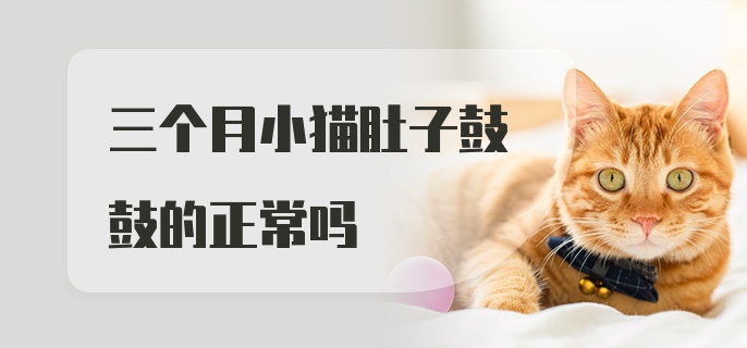 三个月小猫肚子鼓鼓的正常吗