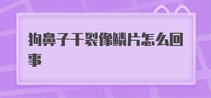 狗鼻子干裂像鳞片怎么回事