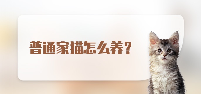 普通家猫怎么养？