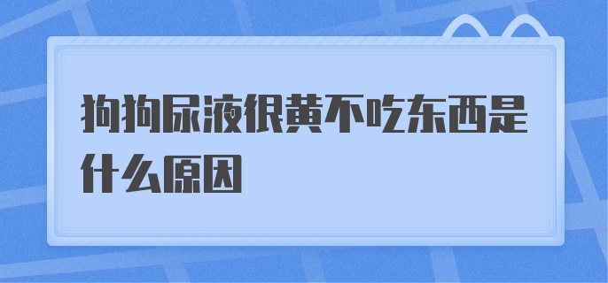 狗狗尿液很黄不吃东西是什么原因