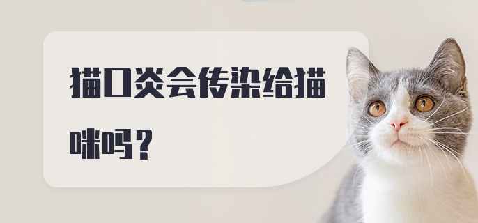 猫口炎会传染给猫咪吗？