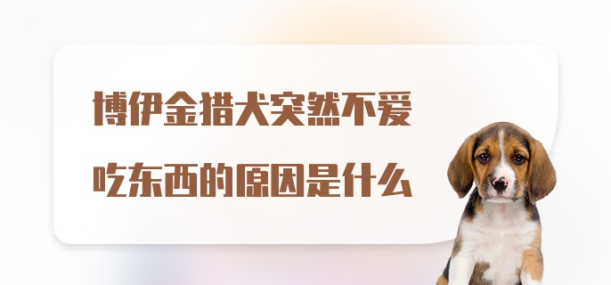 博伊金猎犬突然不爱吃东西的原因是什么