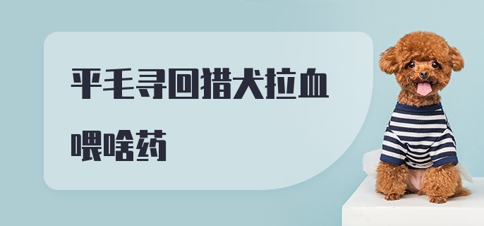 平毛寻回猎犬拉血喂啥药