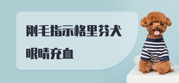 刚毛指示格里芬犬眼睛充血