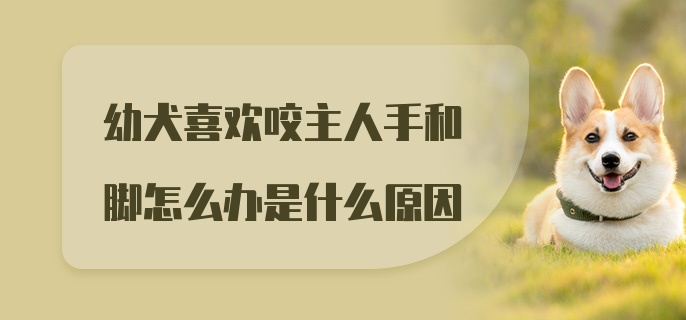 幼犬喜欢咬主人手和脚怎么办是什么原因