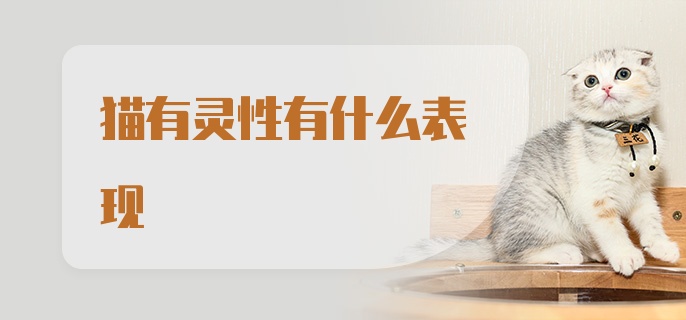 猫有灵性有什么表现