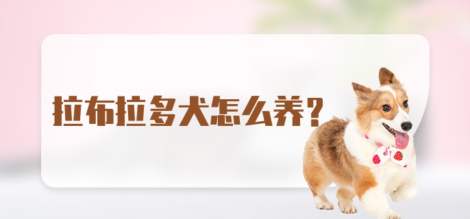 拉布拉多犬怎么养?