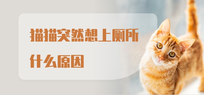 猫猫突然想上厕所什么原因