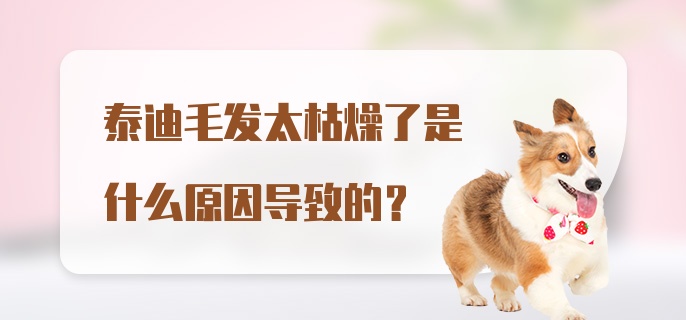 泰迪毛发太枯燥了是什么原因导致的？