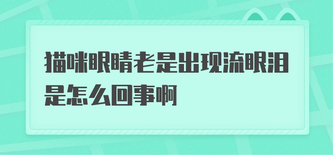 猫咪眼睛老是出现流眼泪是怎么回事啊