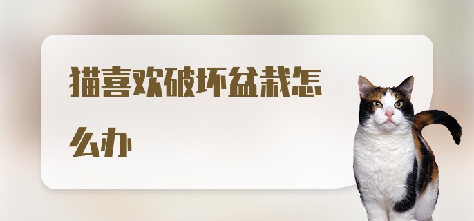 猫喜欢破坏盆栽怎么办