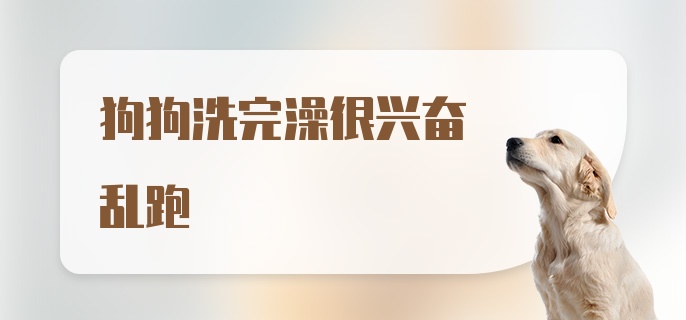 狗狗洗完澡很兴奋乱跑