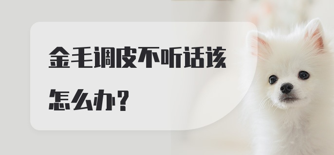 金毛调皮不听话该怎么办？