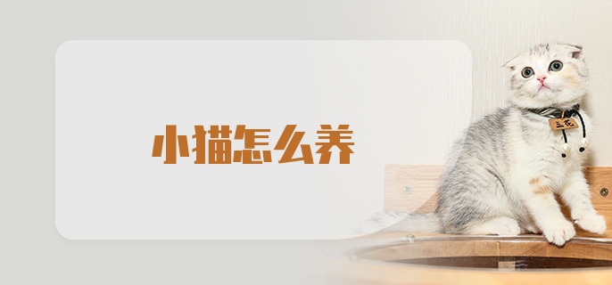 小猫怎么养