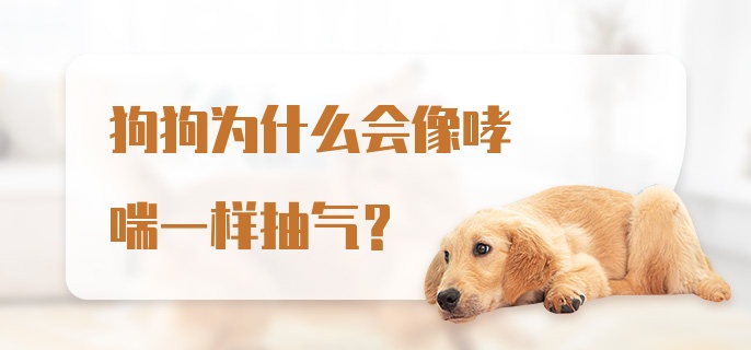 狗狗为什么会像哮喘一样抽气?