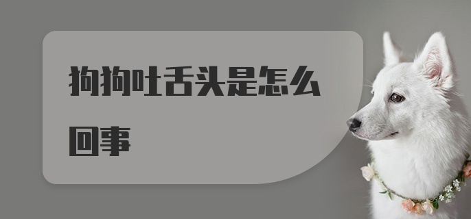 狗狗吐舌头是怎么回事