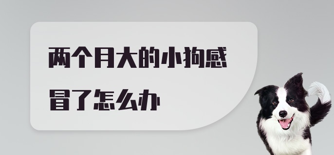 两个月大的小狗感冒了怎么办