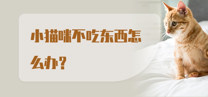 小猫咪不吃东西怎么办？