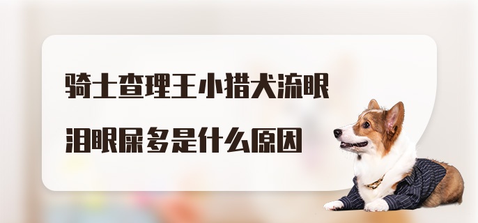 骑士查理王小猎犬流眼泪眼屎多是什么原因