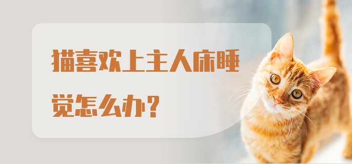 猫喜欢上主人床睡觉怎么办?