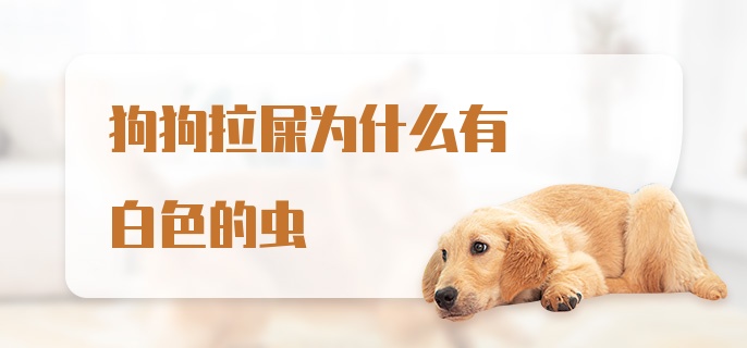 狗狗拉屎为什么有白色的虫