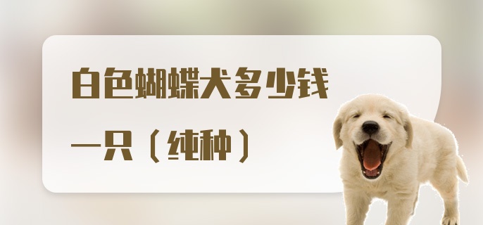 白色蝴蝶犬多少钱一只（纯种）